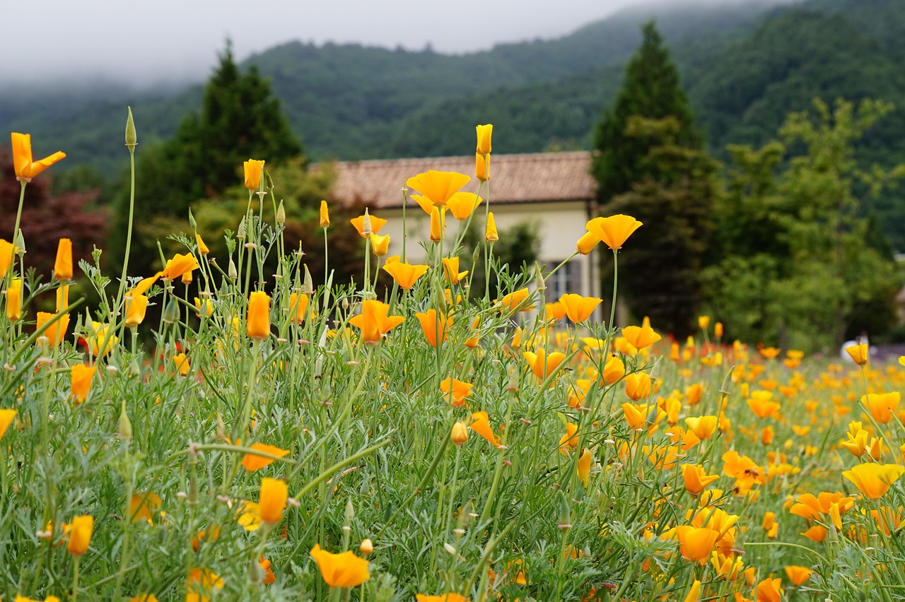 短信与社交媒体优化的结合 