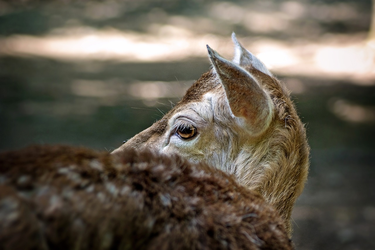 如何评价游戏运营商对技术支持辅助打击的效果 